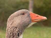 Die Gans h&auml;lt Ausschau und hat alles im Blick