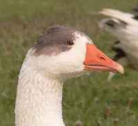 Wachsamm ist auch diese Gans