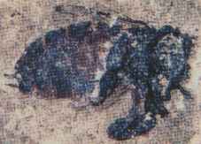 Honigbiene (8 mm) aus dem Eckfelder Maar