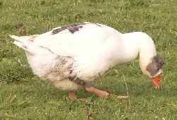 Diese Martinsgans hat ein H&auml;ubchen auf dem Kopf